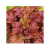 HEUCHERA x hybrida 'peach flambé' HEUCHERA x hybrida 'peach flambé'