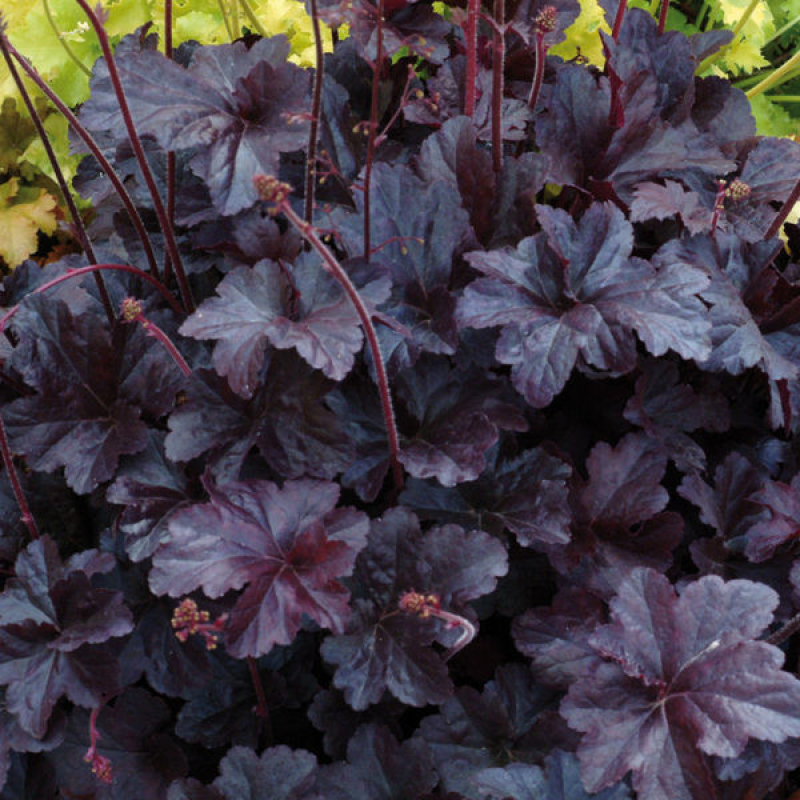 Heuchère 'Obsidian' Heuchère 'Obsidian'