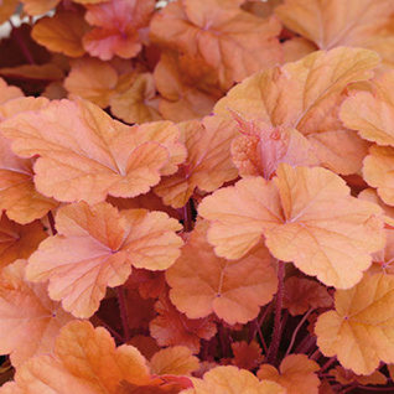 Heuchère 'timeless orange' Heuchère 'timeless orange'