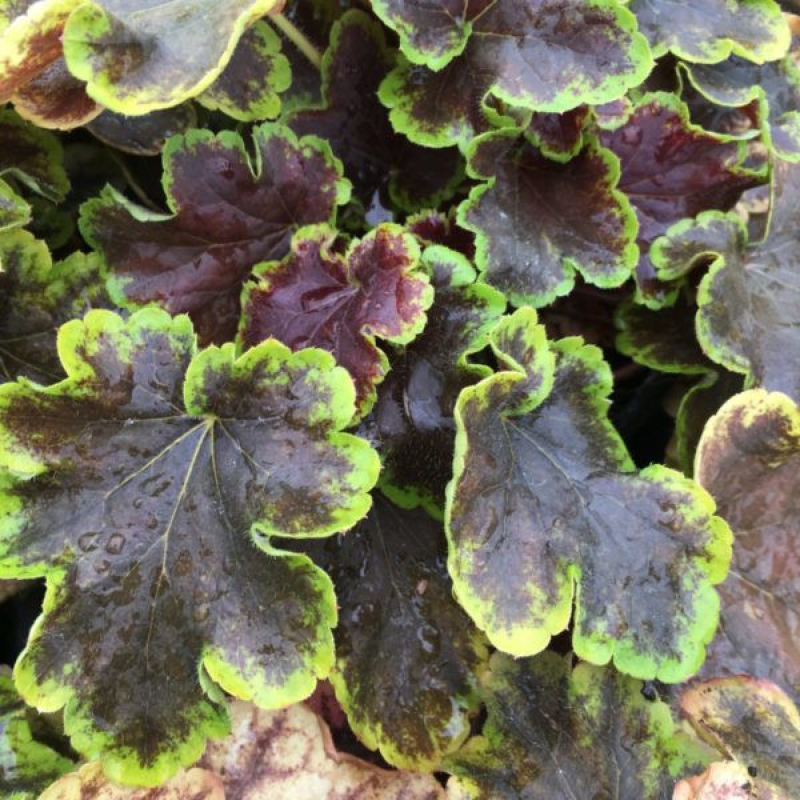 Heucherella 'solar eclipse'
