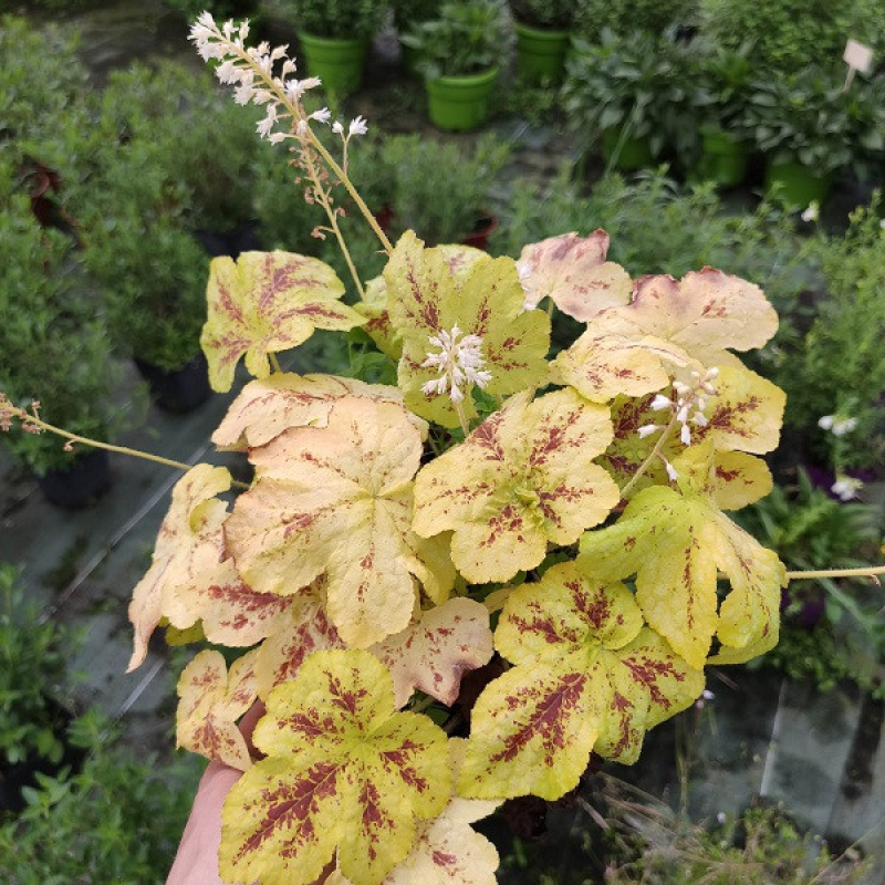 HEUCHERELLA 'yellowstone falls'