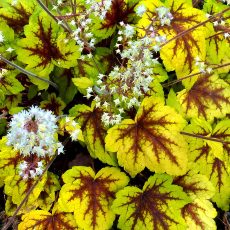 Heucherella 'stoplight' Heucherella 'stoplight'