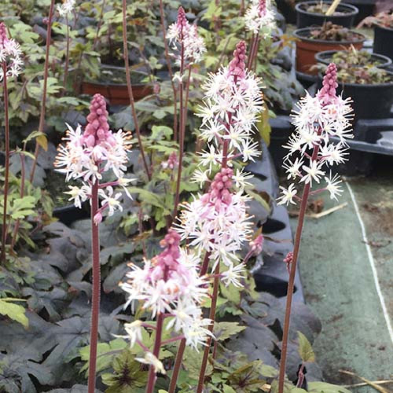 Tiarelle 'Morning Star'