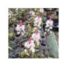 Tiarelle 'Morning Star'
