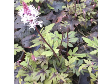 Tiarelle 'Morning Star'