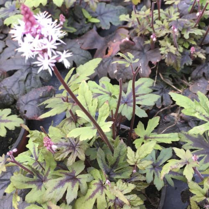 Tiarelle 'Morning Star'