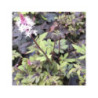 Tiarelle 'Morning Star'
