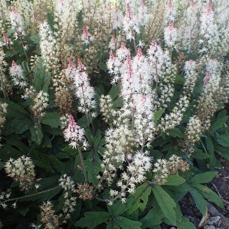 Tiarella 'spring symphony'