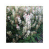 Tiarella 'spring symphony'