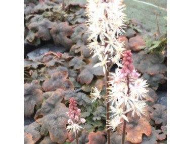 Tiarella 'spring symphony'