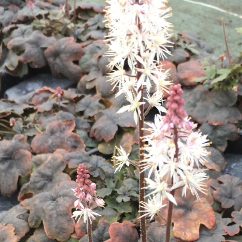 Tiarella 'spring symphony'