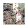 Tiarella 'spring symphony'