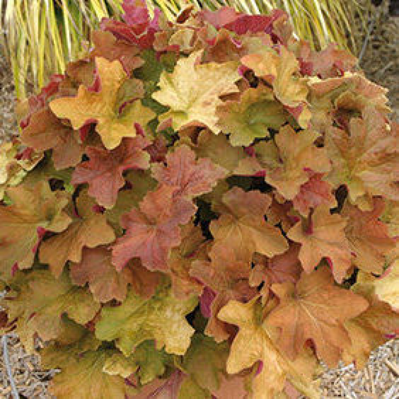 Heuchère 'caramel' Heuchère 'caramel'