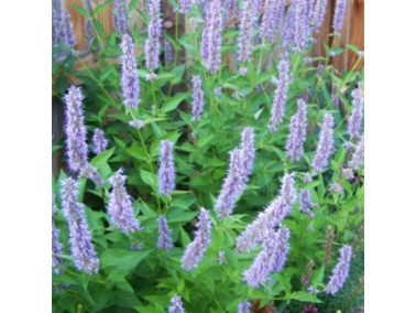AGASTACHE "Top blue"