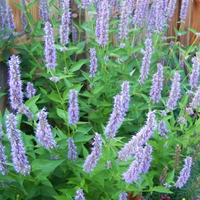 AGASTACHE "Top blue" AGASTACHE "Top blue"