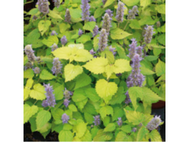 AGASTACHE foeniculum 'Golden Jubilée'