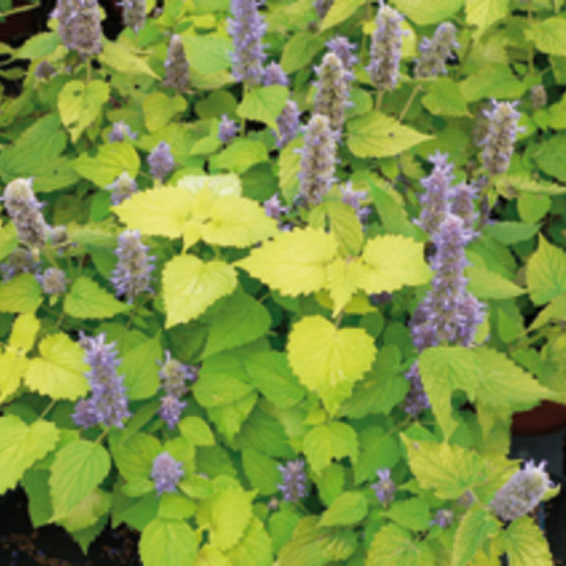 AGASTACHE foeniculum 'Golden Jubilée' AGASTACHE foeniculum 'Golden Jubilée'
