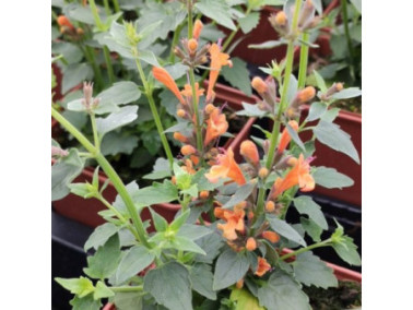 AGASTACHE hybrida Apadana 'Orange'