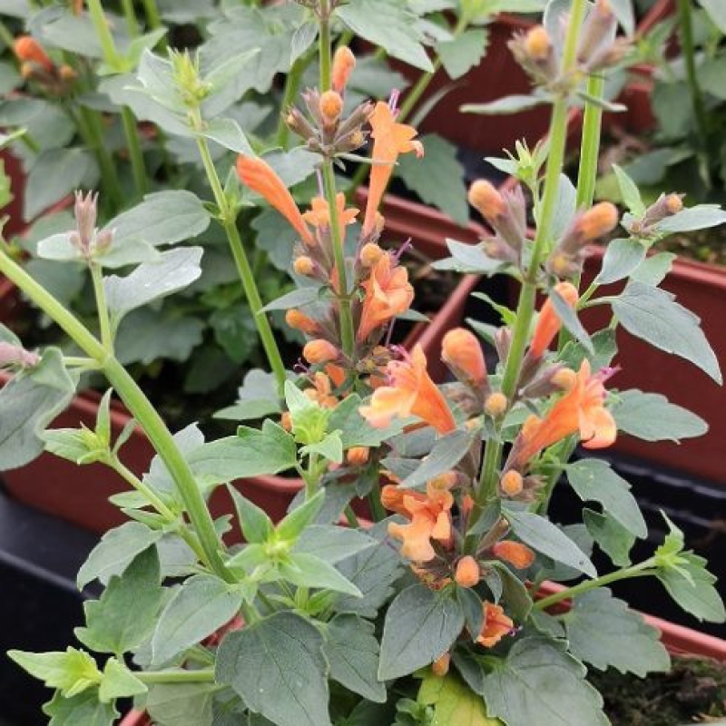 AGASTACHE hybrida Apadana 'Orange'
