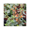AGASTACHE hybrida Apadana 'Orange'