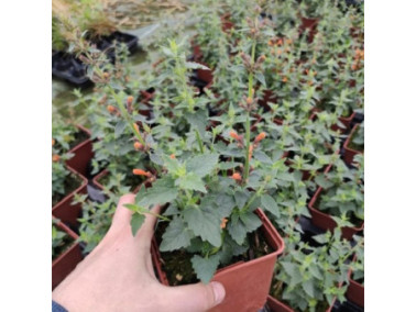 AGASTACHE hybrida Apadana 'Orange'