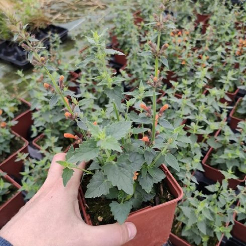 AGASTACHE hybrida Apadana 'Orange'