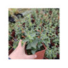 AGASTACHE hybrida Apadana 'Orange'