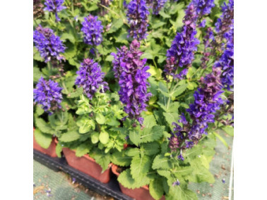 AGASTACHE hybrida Apadana Blue