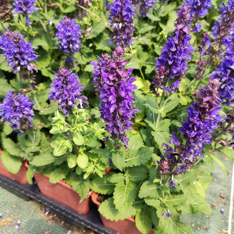 AGASTACHE hybrida Apadana Blue AGASTACHE hybrida Apadana Blue