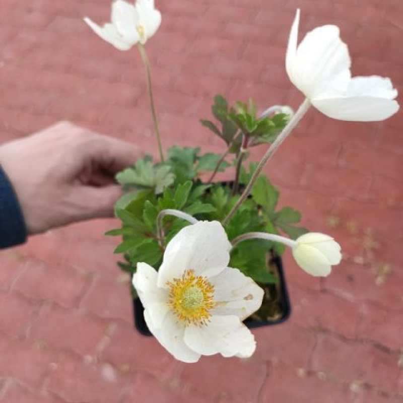 ANEMONE 'Sylvestris'