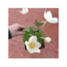 ANEMONE 'Sylvestris' ANEMONE 'Sylvestris'