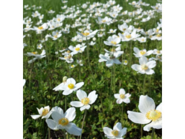 ANEMONE 'Sylvestris' ANEMONE 'Sylvestris'