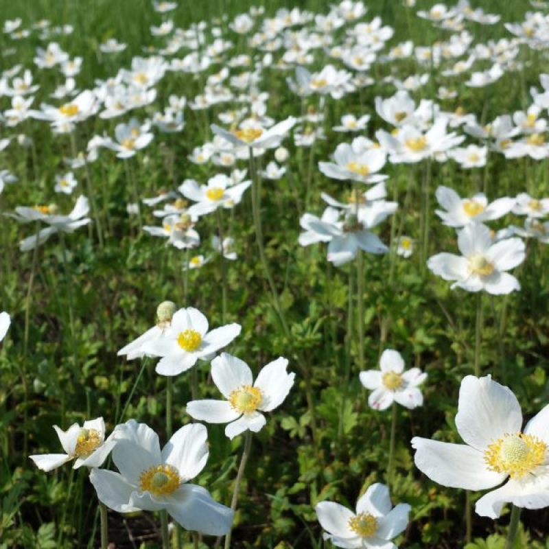 ANEMONE 'Sylvestris'