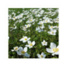 ANEMONE 'Sylvestris' ANEMONE 'Sylvestris'