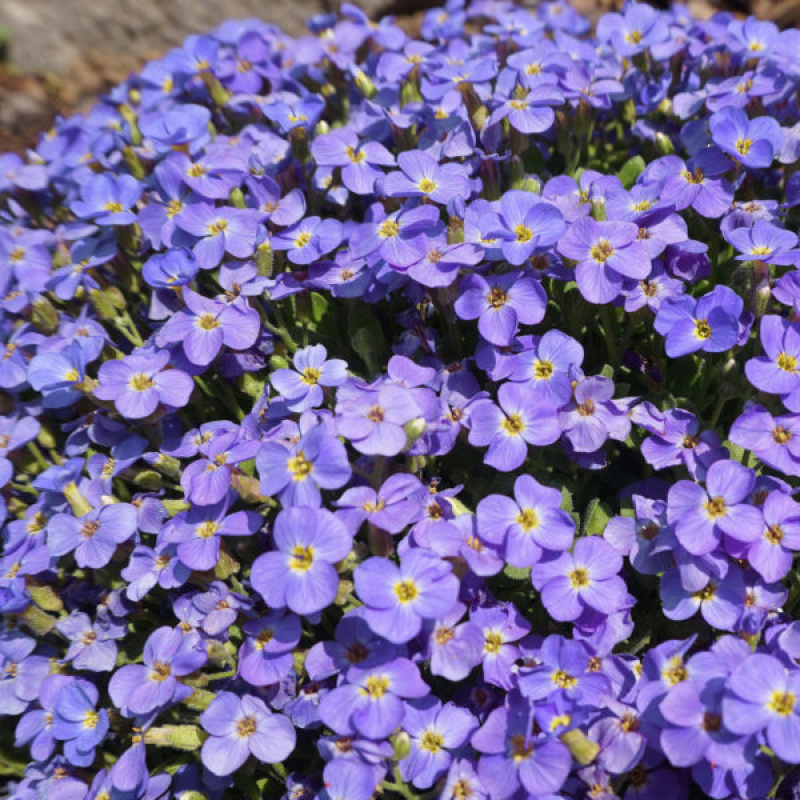 AUBRIETA x hybrida "Axcent" light blue