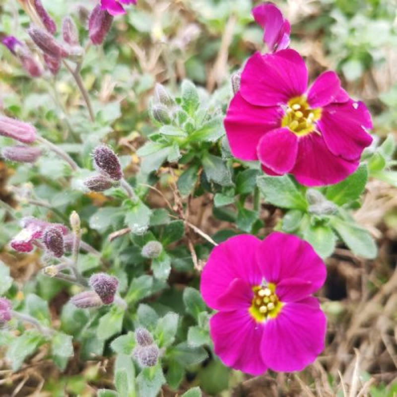 AUBRIETA hybrida 'Axcent' burgundy AUBRIETA hybrida 'Axcent' burgundy