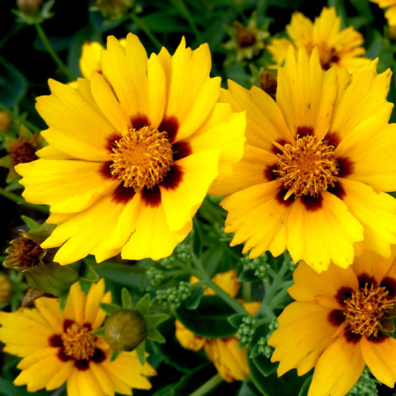 COREOPSIS grandiflora 'Sunfire' COREOPSIS grandiflora 'Sunfire'