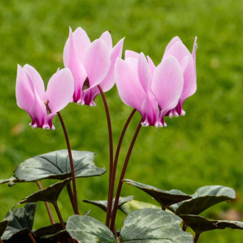 Cyclamen de Naples - CYCLAMEN hederifolium 'Rose'