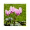 Cyclamen de Naples - CYCLAMEN hederifolium 'Rose'