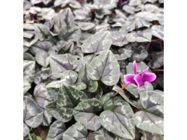Cyclamen de Naples - CYCLAMEN hederifolium 'Rose'