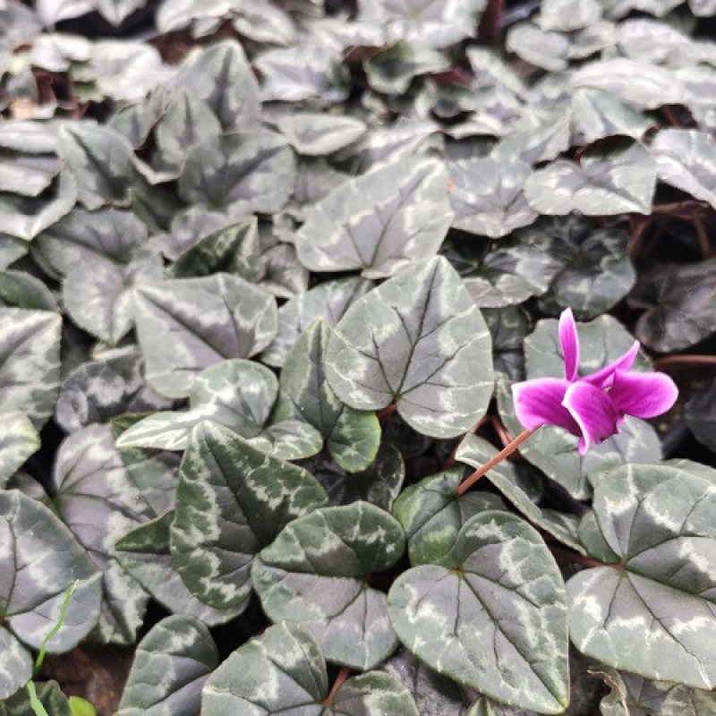 Cyclamen de Naples - CYCLAMEN hederifolium 'Rose'