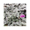 Cyclamen de Naples - CYCLAMEN hederifolium 'Rose'