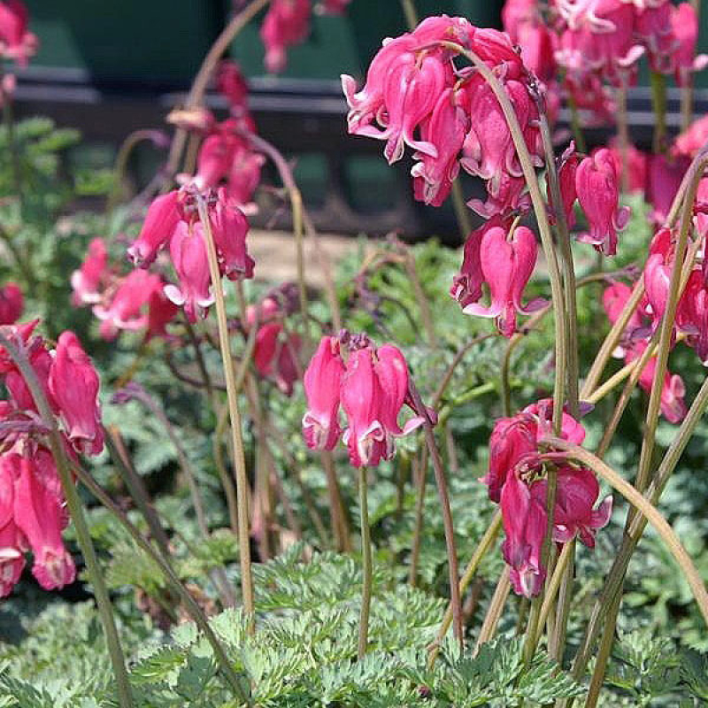 DICENTRA hybrida "King of Hearts" - petit Coeur de Marie DICENTRA hybrida "King of Hearts" - petit Coeur de Marie