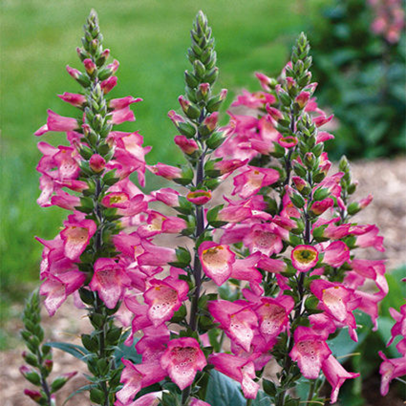 Digitale illumination "Berry Canary" - DIGITALIS  hybride