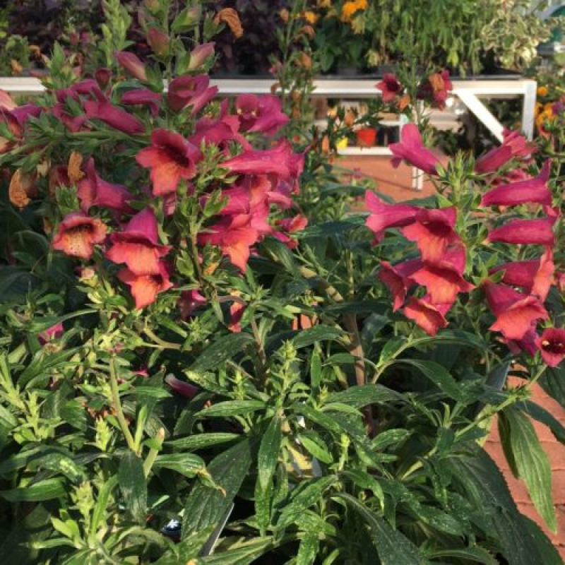 Digitale illumination 'Cherry Brandy' - DIGITALIS hybrida Digitale illumination 'Cherry Brandy' - DIGITALIS hybrida