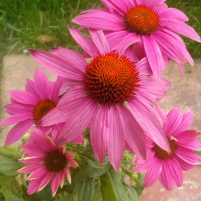 ECHINACEA purpurea powwow "Wild Berry"