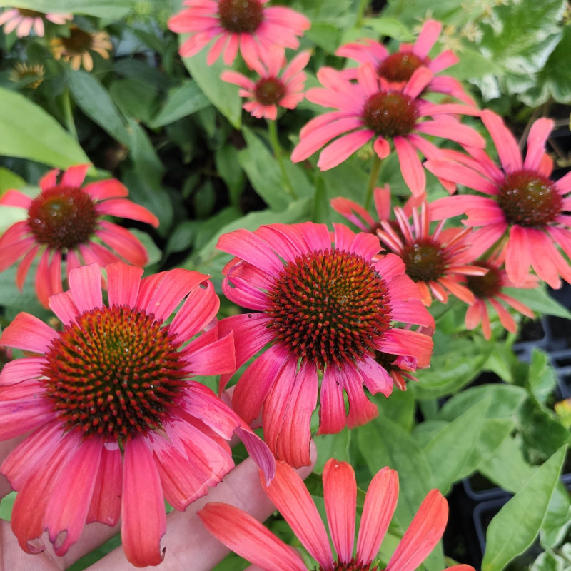 ECHINACEA purpurea 'Julia' orange ECHINACEA purpurea 'Julia' orange
