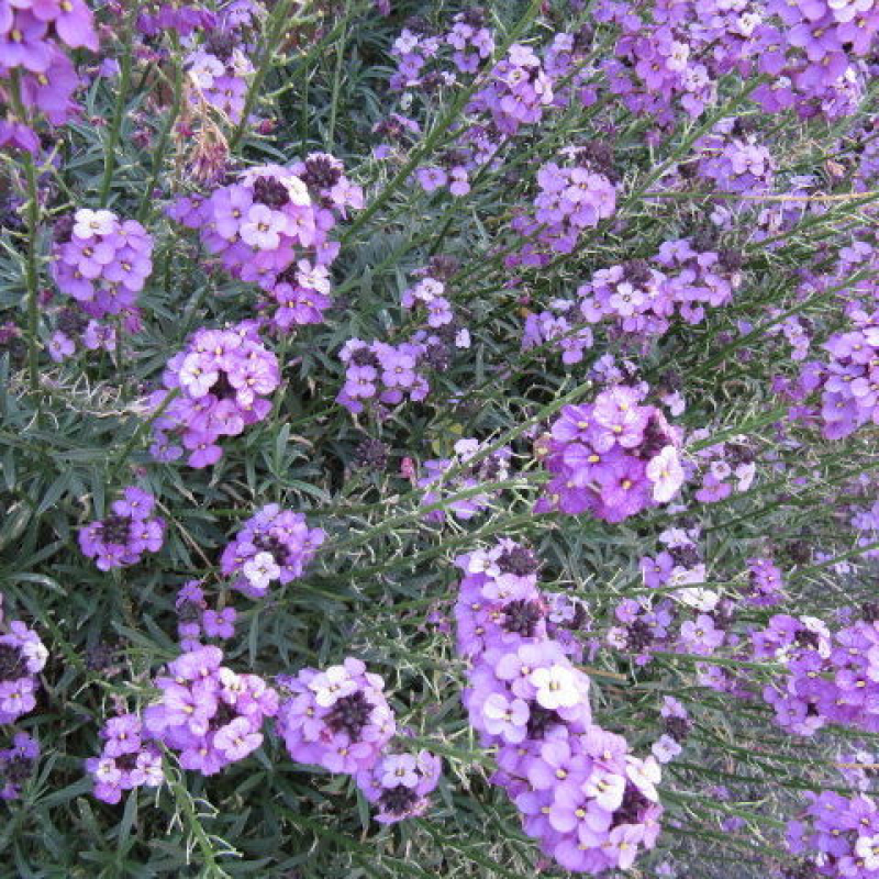 ERYSIMUM linifolium 'Bowles'
