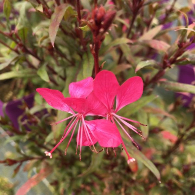 GAURA lindheimeri 'Geyser' rose