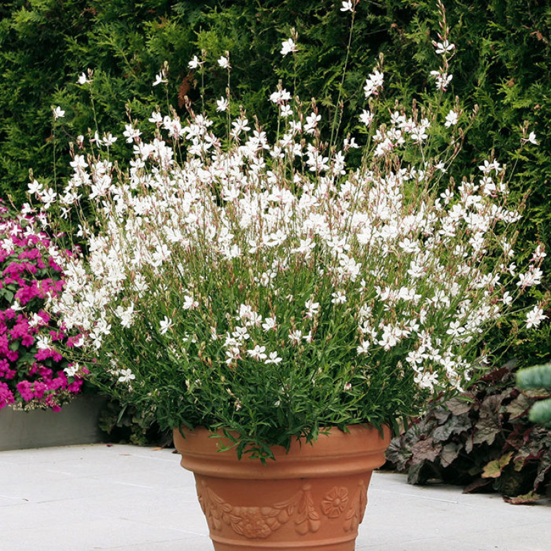 GAURA lindheimeri 'Geyser' blanc
